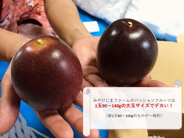 【入荷待ち】三宅島産 お日様Kingパッションフルーツ6~8玉 800g~1kg (とれたて順次発送！！)