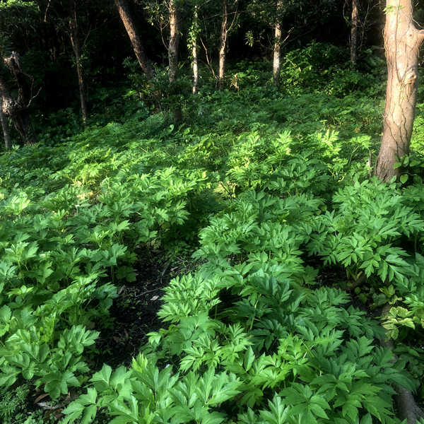 ashitabatea3.jpg?1782538875327